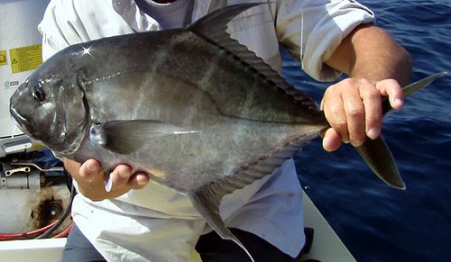 Threadfin jack